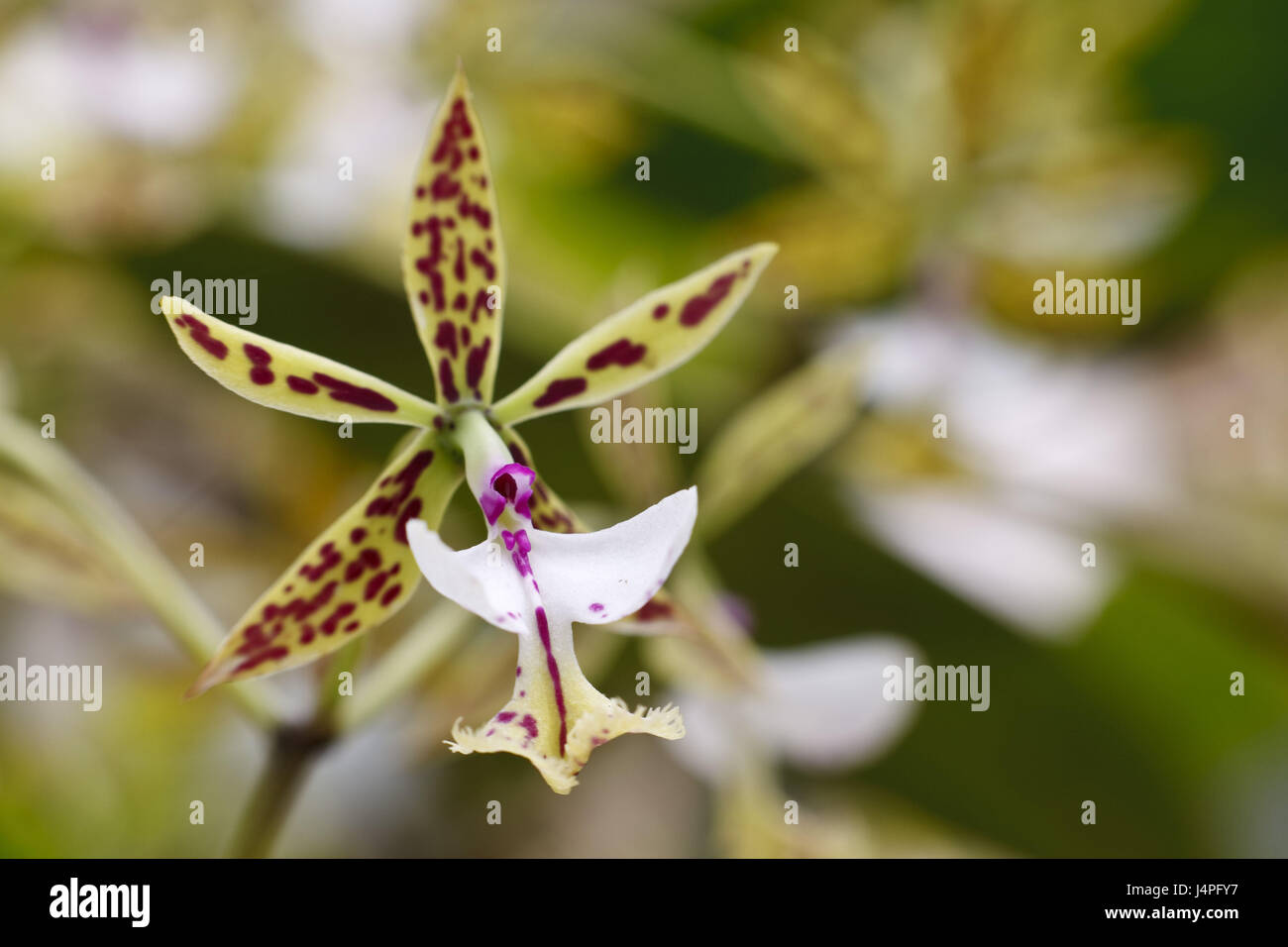 Honduras, orchid, detail, blossom, Stock Photo