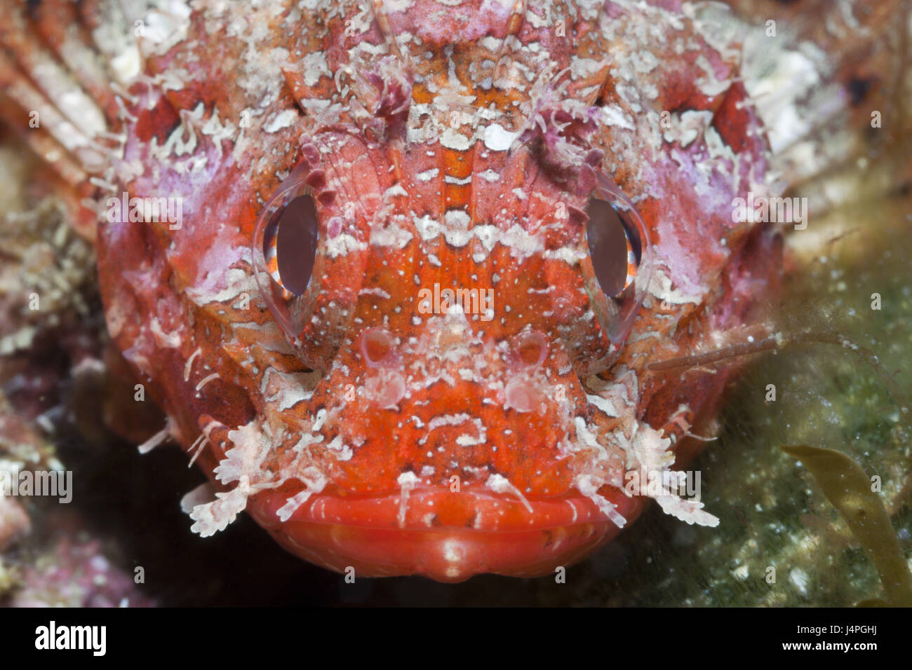 Small red scorpion fish, Scorpaena notata, medium close-up, Stock Photo
