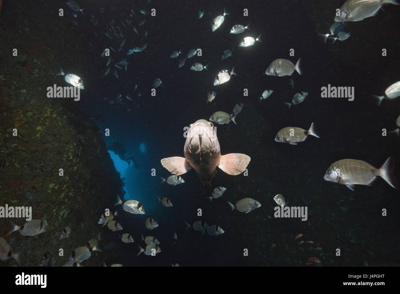 Brown jag perch, fish dream, pit, Epinephelus marginatus, Dofi decoction, Medes islands, Costa Brava, the Mediterranean Sea, Spain, Stock Photo