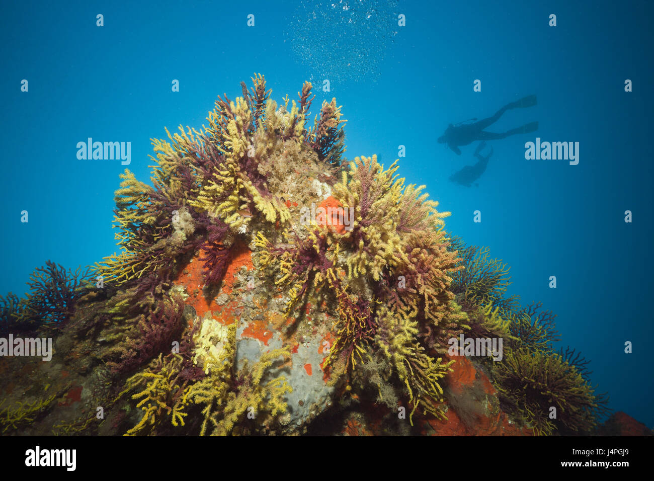 Diver, coral reef, Gorgonien, Paramuricea clavata, Tamariu, Costa Brava, the Mediterranean Sea, Spain, Stock Photo