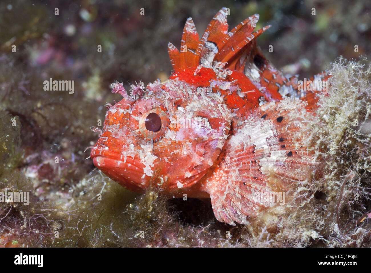 Small red scorpion fish, Scorpaena notata, Stock Photo