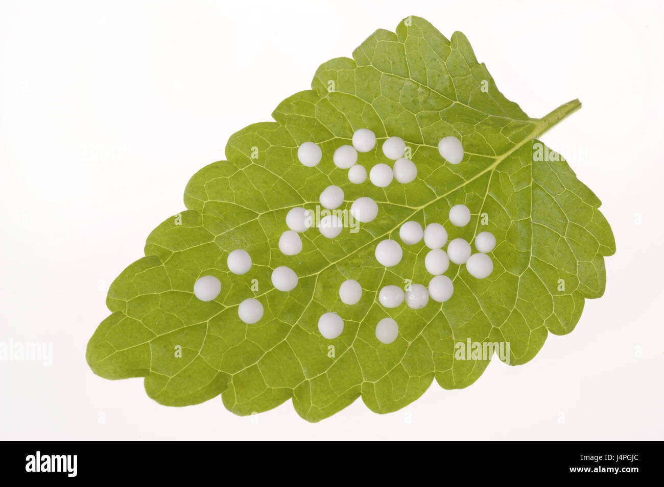 Alternative medicine, homoeopathy, Globuli, leaves, studio, medium close-up, Stock Photo