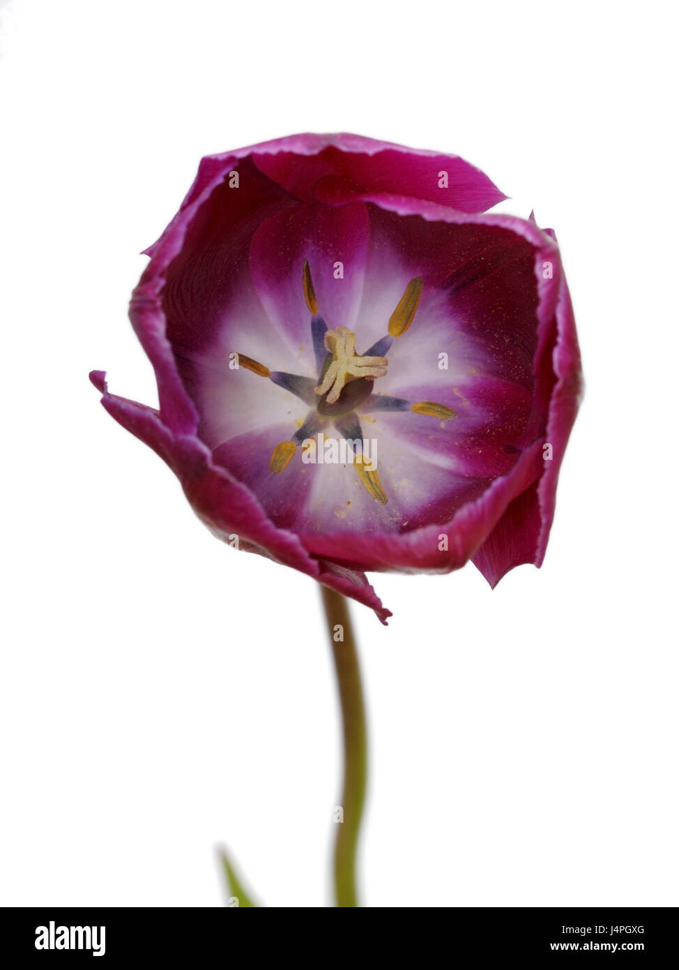 Tulip, Tulipa, violet, white background, Stock Photo