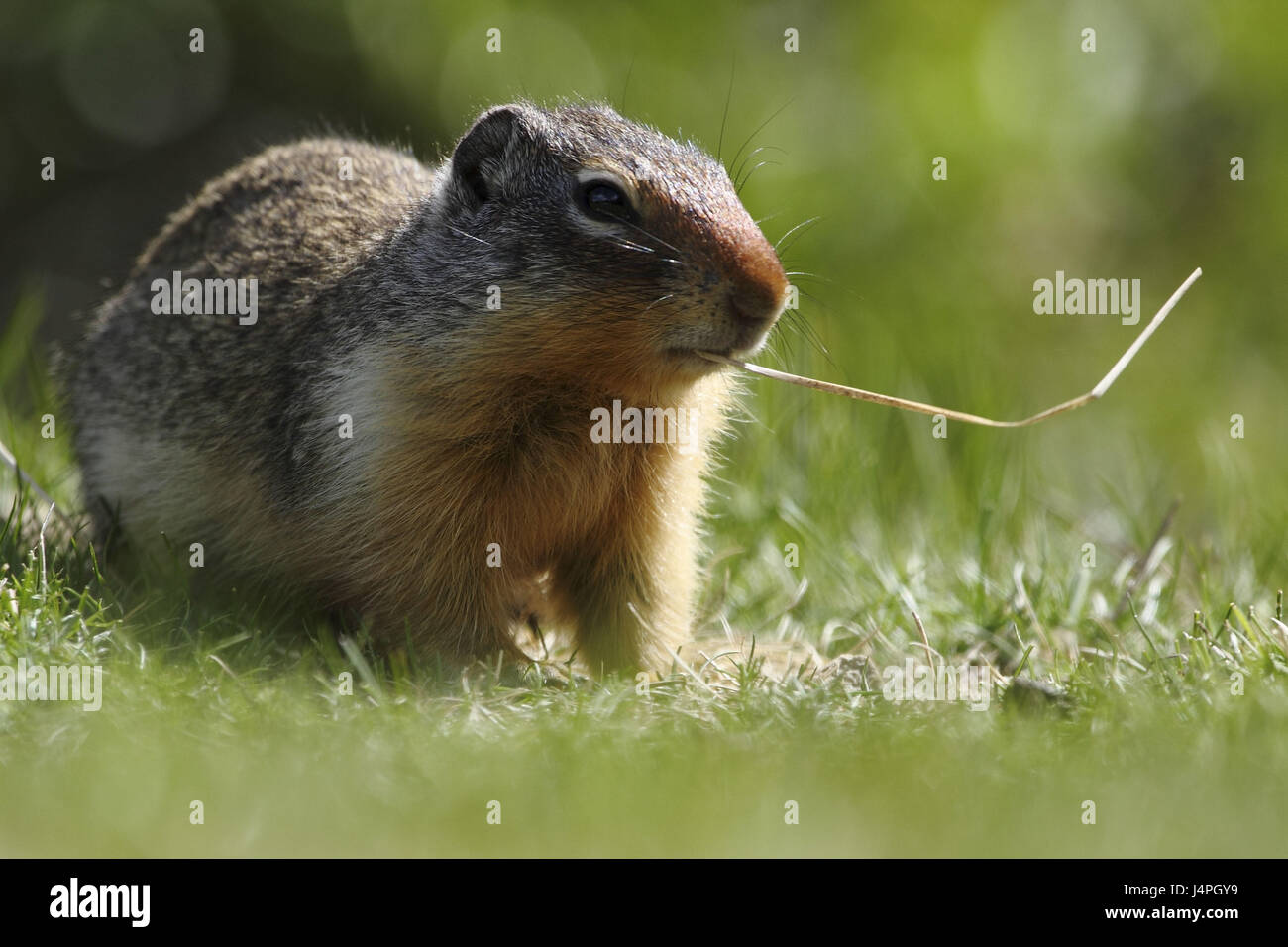 Gophers, Columbia Ground Squirrel, Spermophilus columbianus, alto animal, seated on meadow with stalk Stock Photo