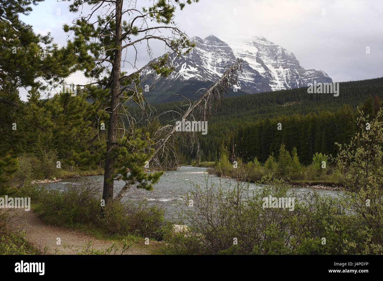 Mountain flux, sinuously, shore, wooded, mountain scenery, summit, snowy, cloudies, Canada, Alberta, Banff Nationwide park, brine Louise, Rocky Mountains, Bow River, Mt. Temple, Stock Photo