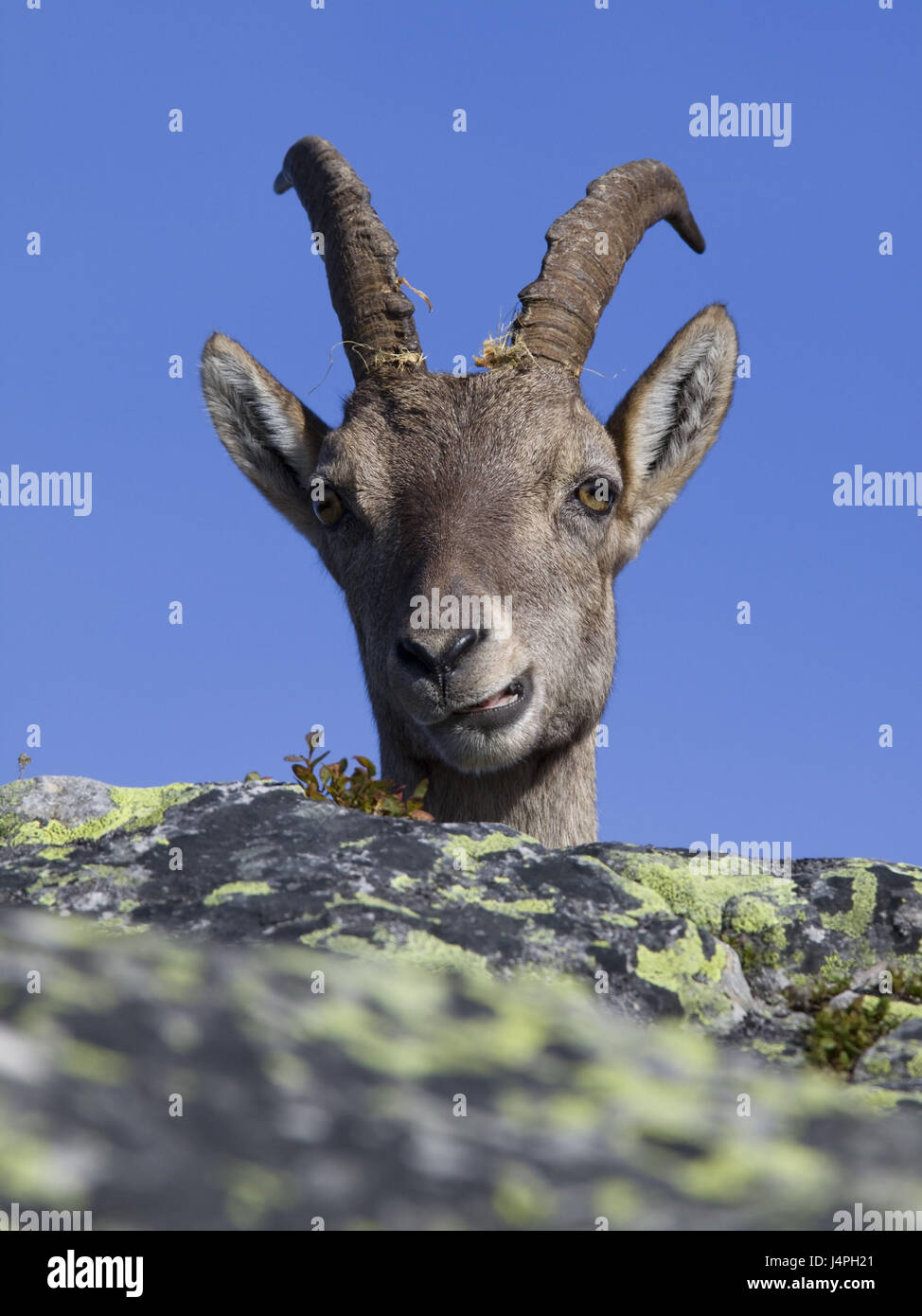 Alp Capricorn, Capra ibex, portrait, head-on, head, eye contact, rock hiding place, background, homogeneous, blue, Stock Photo