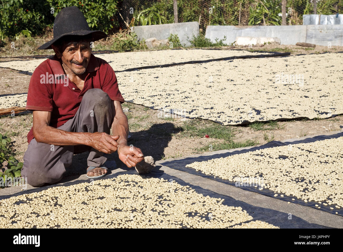 Guatemala, Jacaltenango, man, coffee beans, lay out, drying, Stock Photo