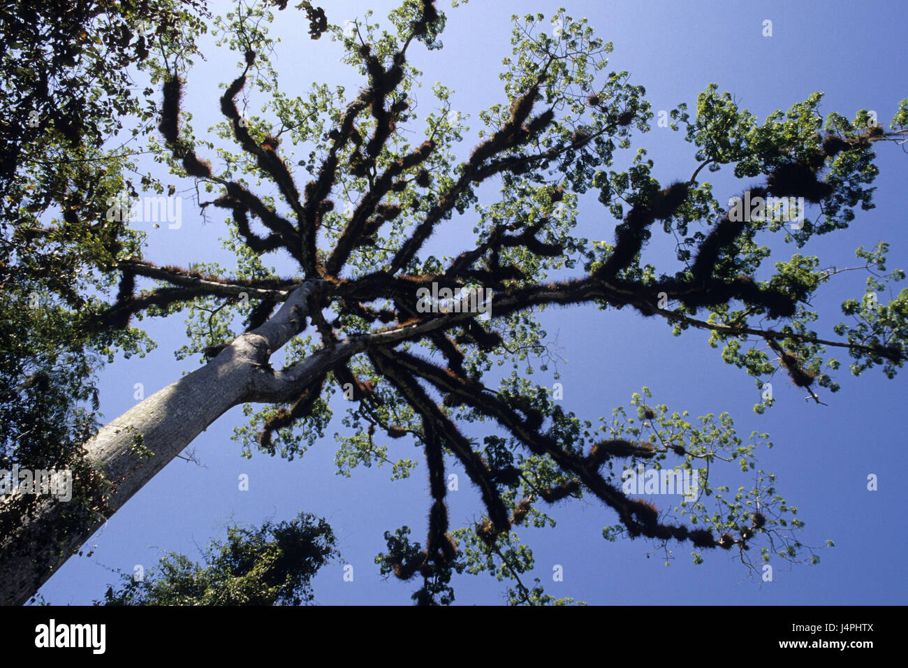 Guatemala, Tikal, Ceiba, rainforest, tree, from below Stock Photo - Alamy