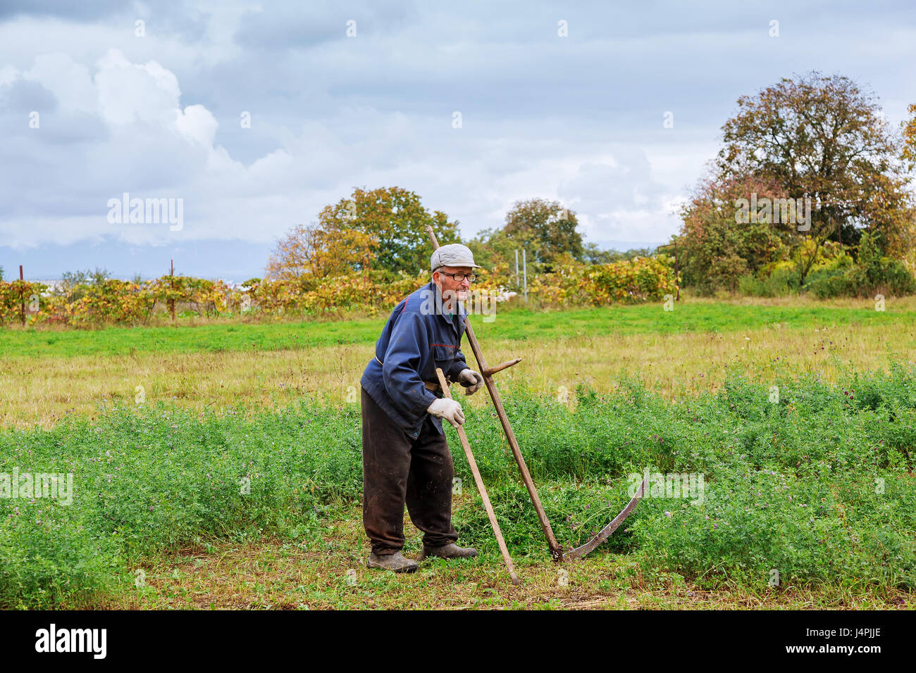 Old man mowing down grass with scythe farmer mows the grass Stock Photo