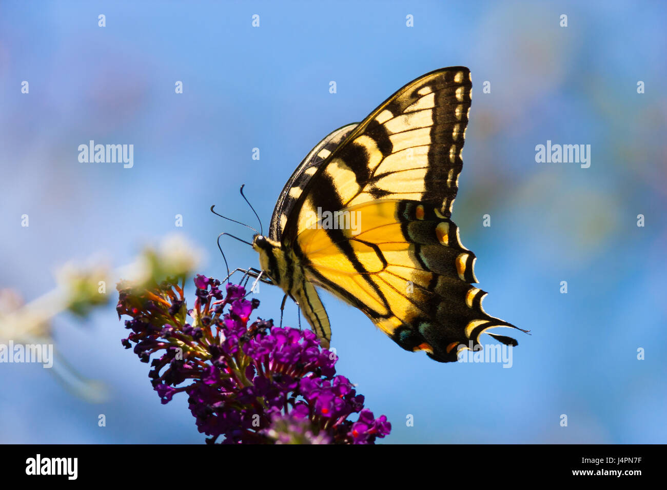 Bright yellow swallowtail butterfly Stock Photo