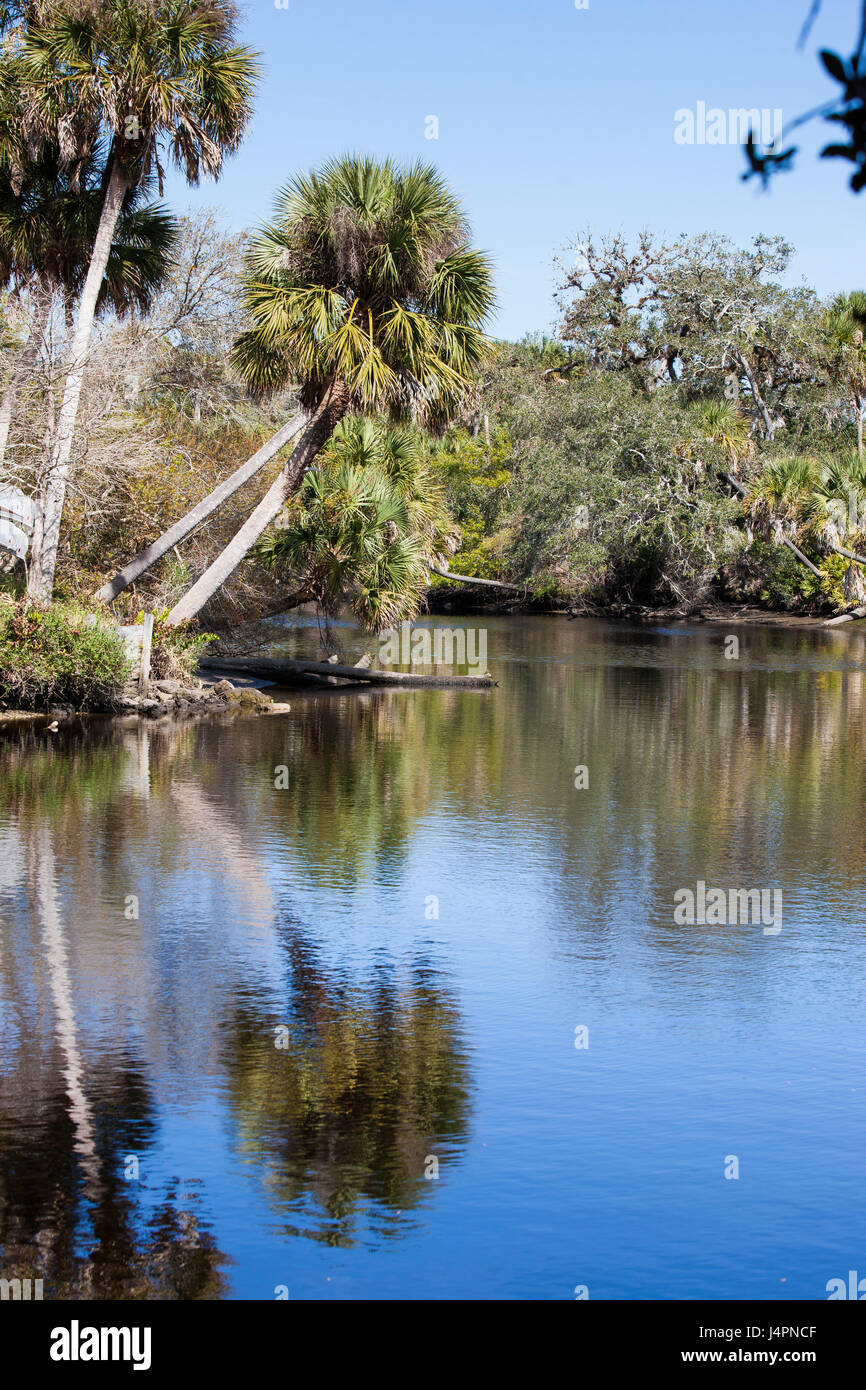 Cabbage palms reflect in Myakka River in FL Stock Photo