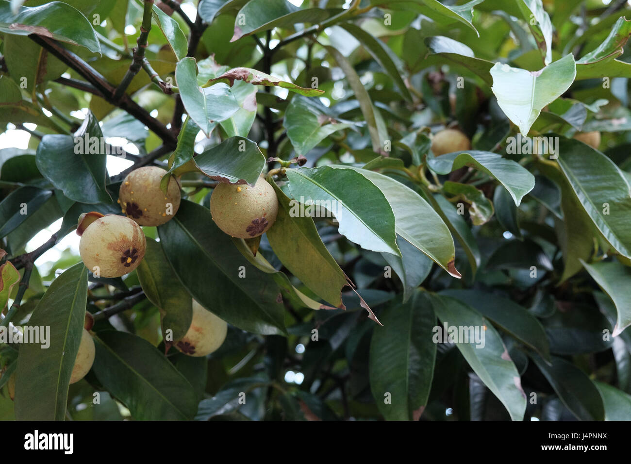 green mangosteen on the tree in the garden Stock Photo Alamy