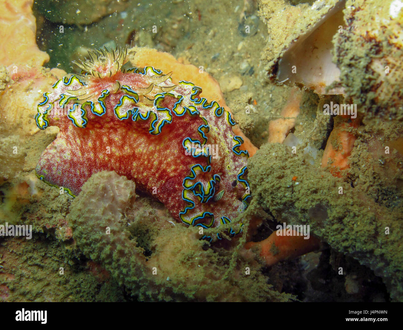 a huge nudibranch with blue-yellow rough edge Stock Photo