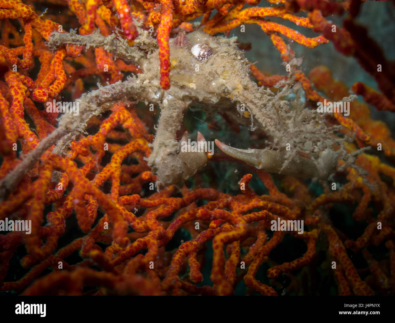 white spider crab camouflage on orange coral Stock Photo