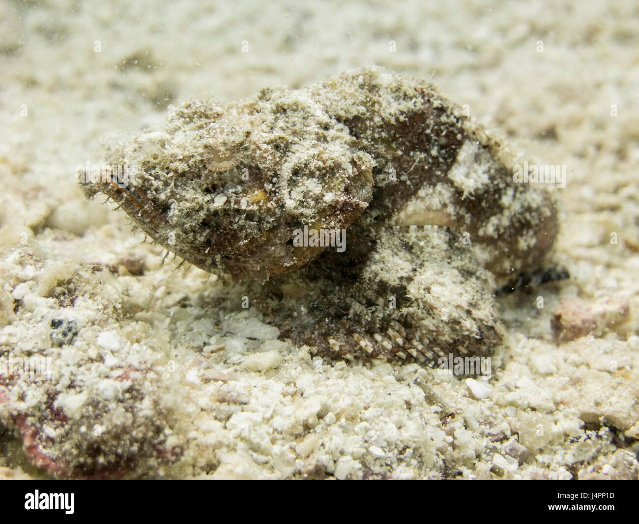 a young scorpion fish camouflage on white sand Stock Photo