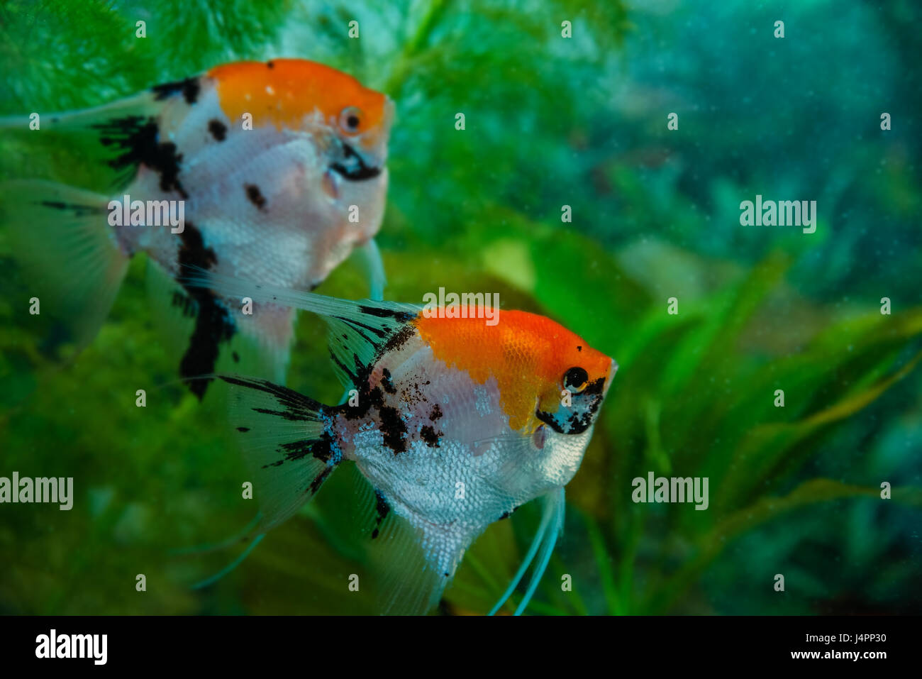 Angelfish scalare small aquarium fish swimming in the aquarium Stock ...