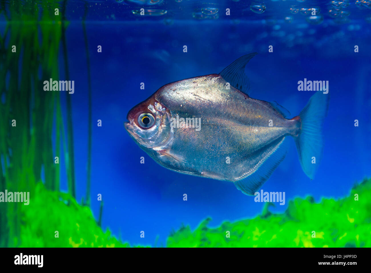 Metynnis silver, herbivorous piranha, fish-dollar Metynnis argenteus aquarium small fish Stock Photo