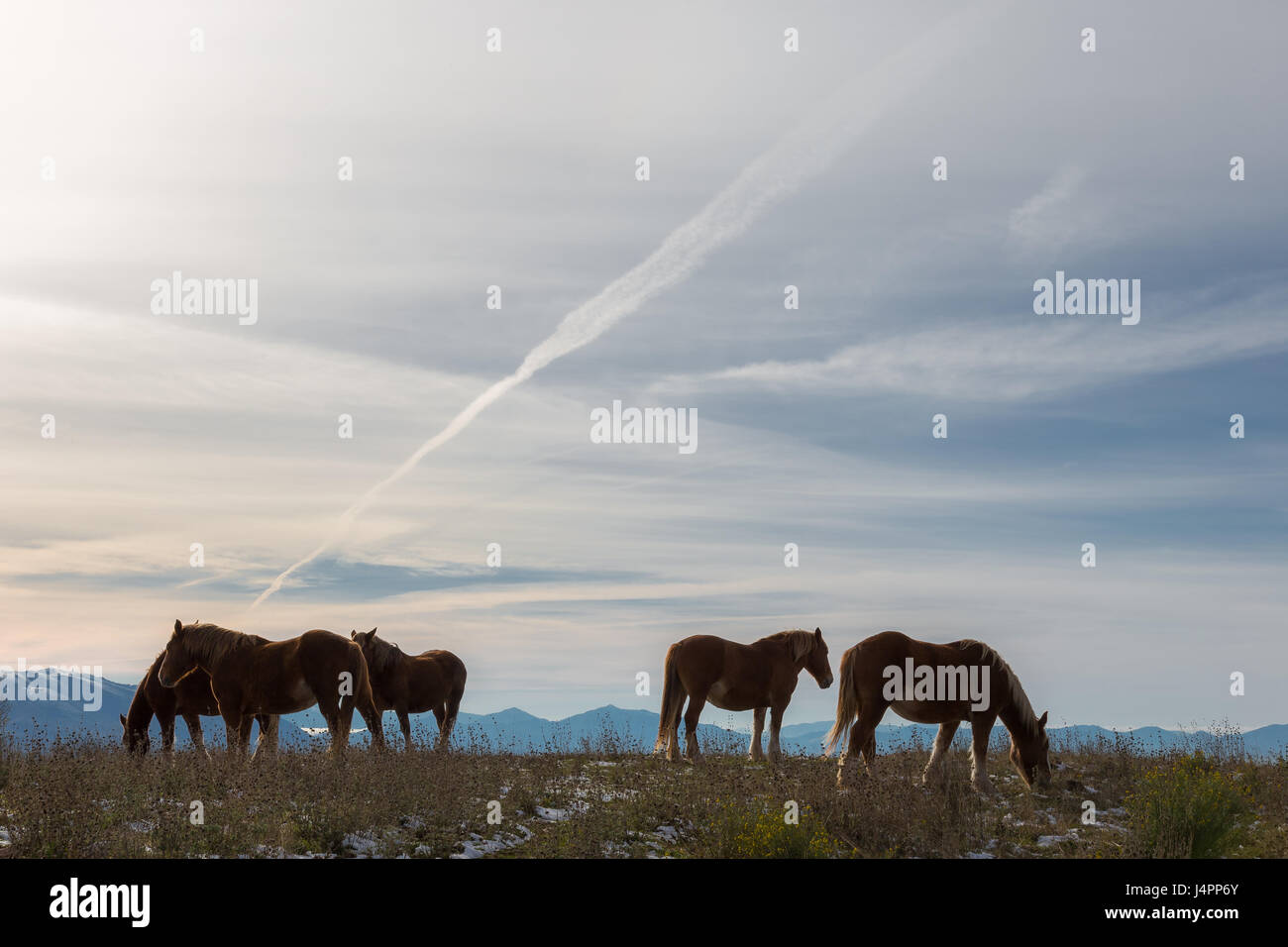 Some horses on top of a mountain, beneath a spacious sky with soft clouds and golden light Stock Photo