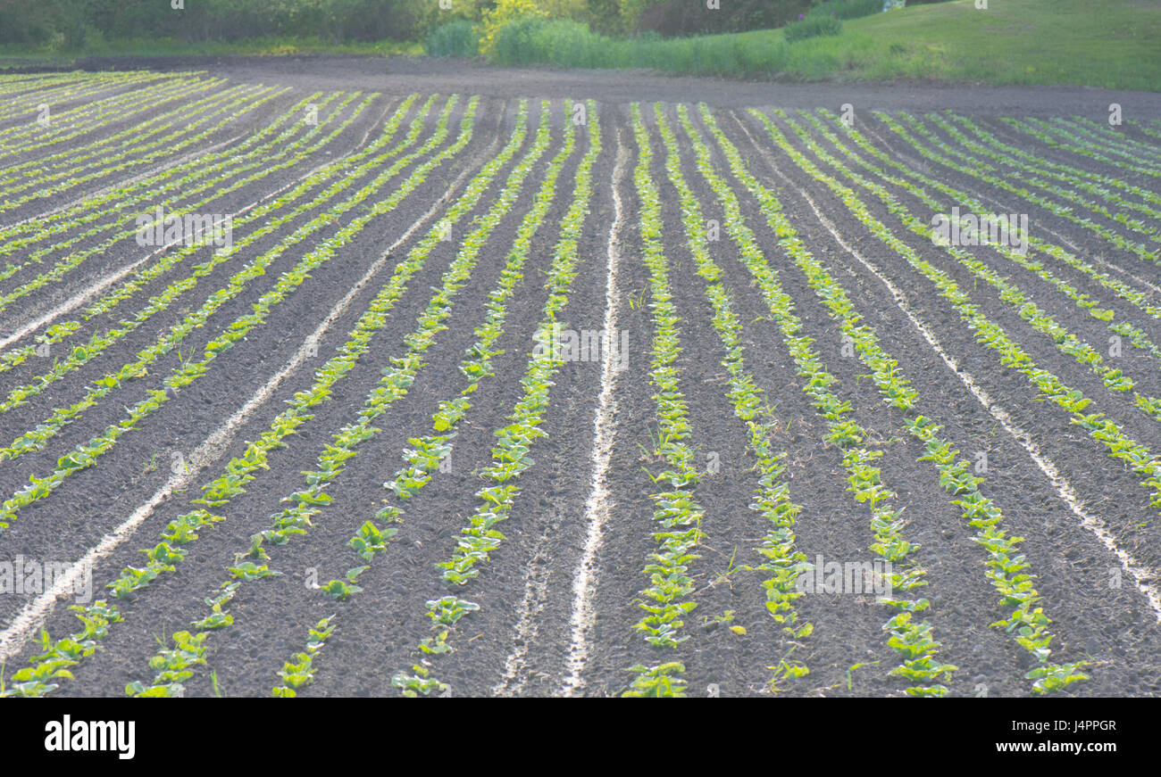 Potato Plant Roots High Resolution Stock Photography and Images - Alamy