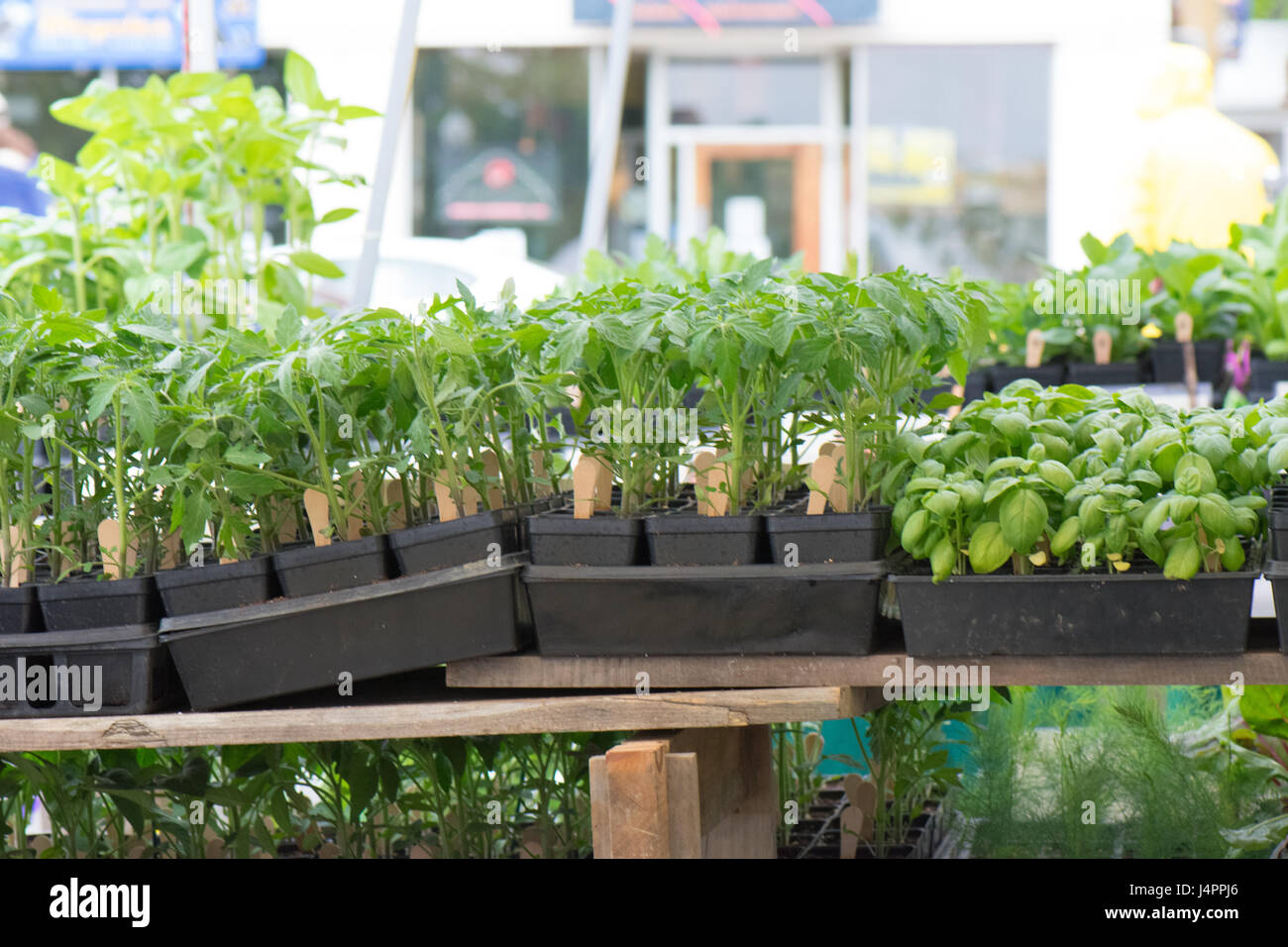 Basil and peppers plants for sale at a farmer's market Stock Photo Alamy