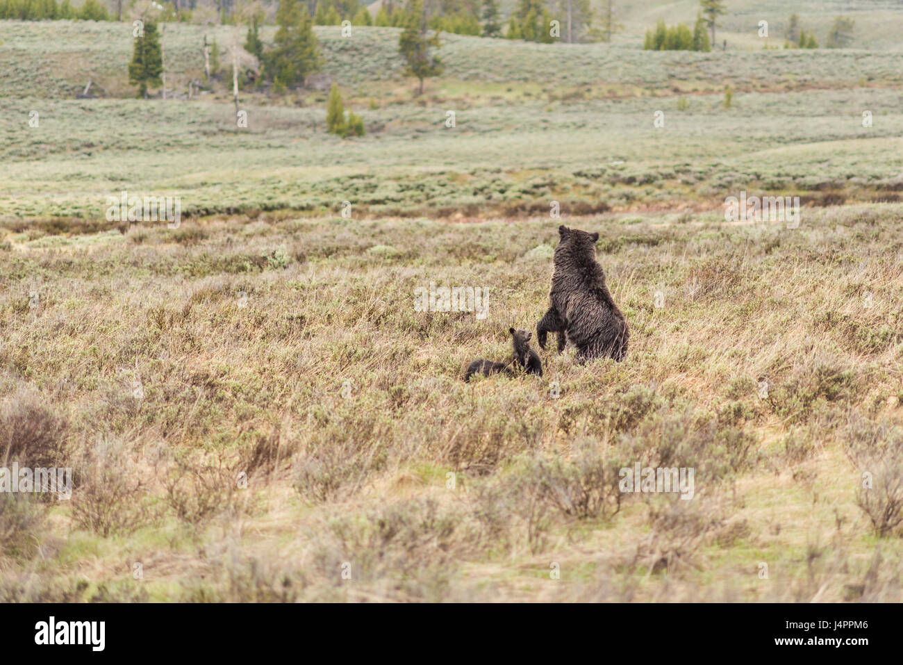 Mother grizzly bear with two cubs in prairie in Yellowstone National ...
