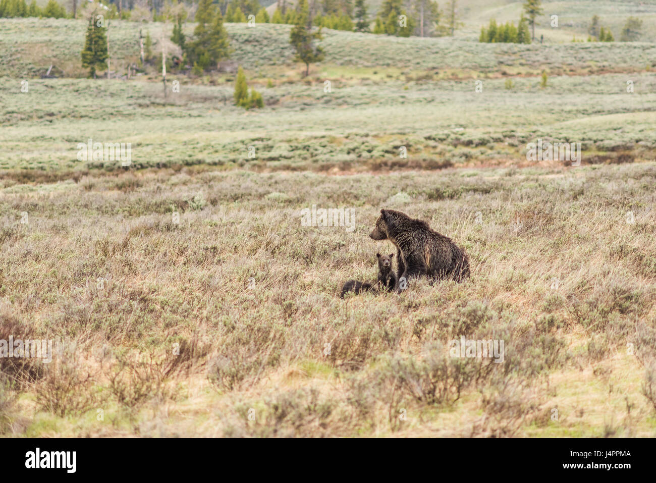 Mother grizzly bear with two cubs in prairie in Yellowstone National ...