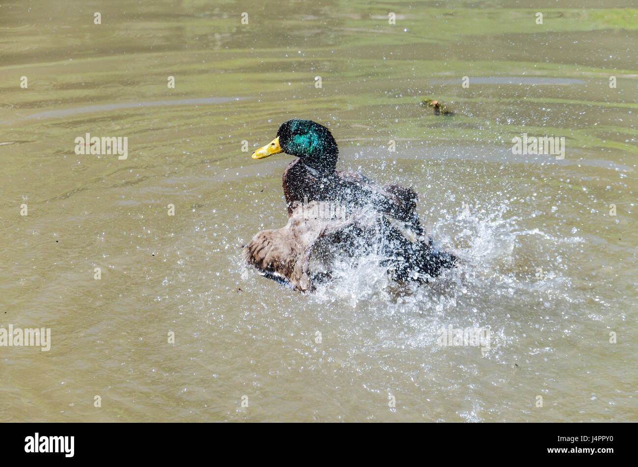 Green duck bathing in pond and splashing water Stock Photo - Alamy