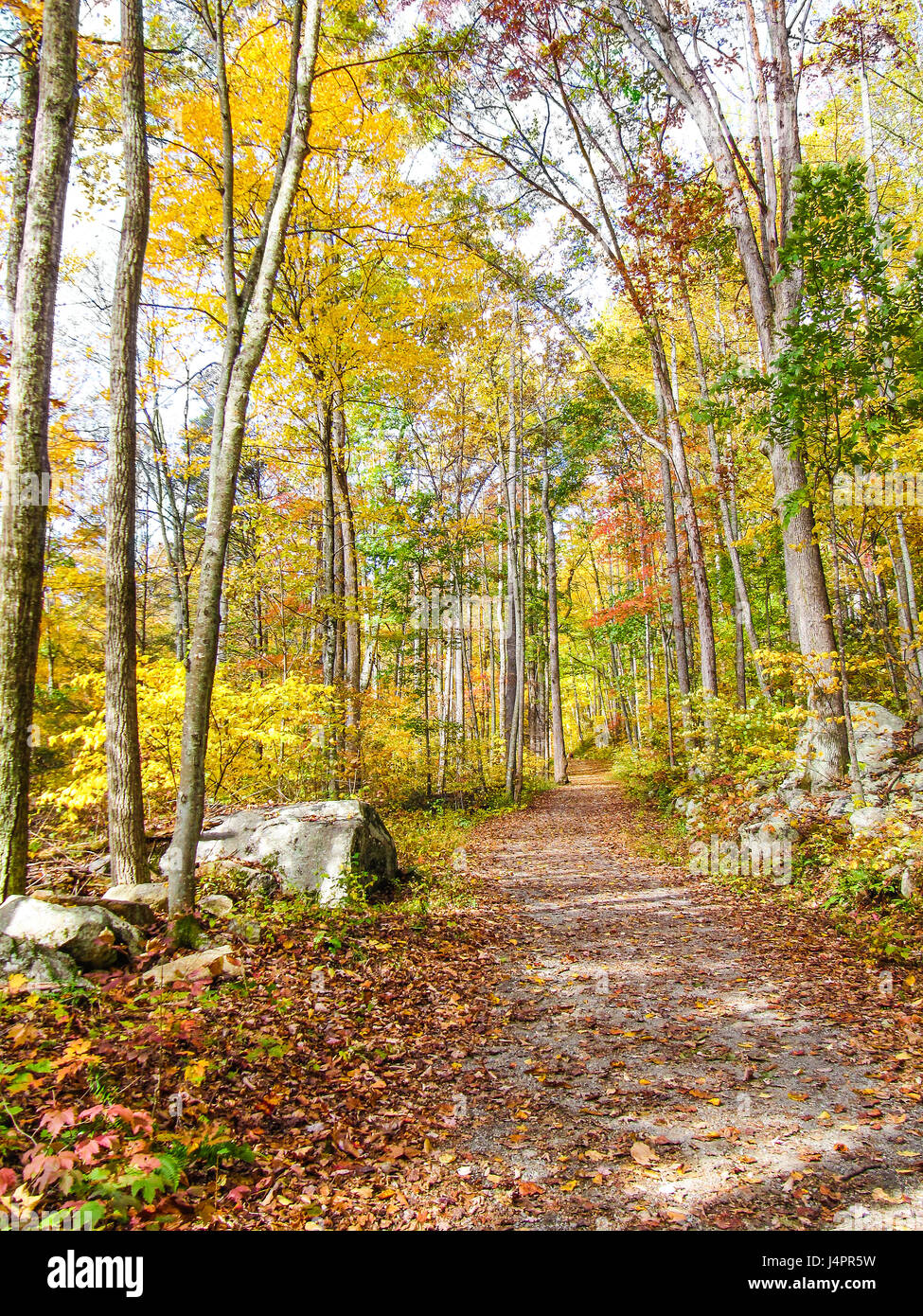 Yellow autumn leaves in golden forest with path Stock Photo - Alamy
