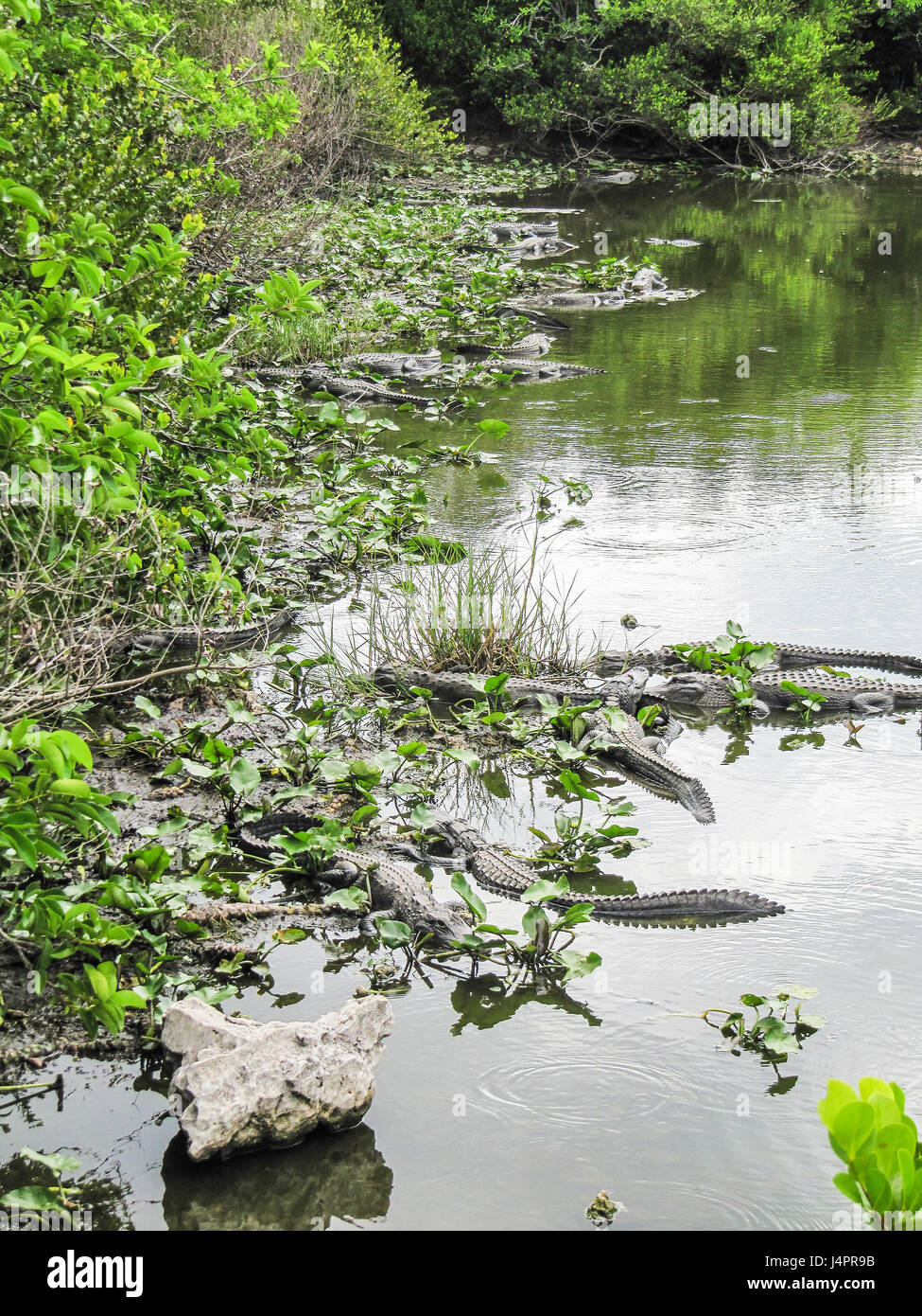 Many alligators in pond in Florida Everglades lurking as predators