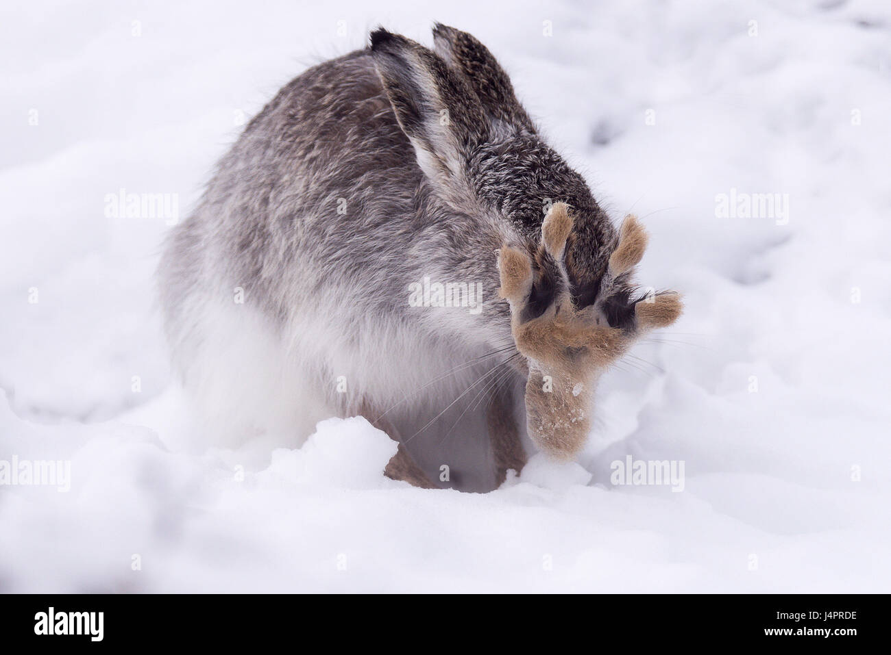 Mountain Hare Grooming in the Snow (Lepus Timidus) Stock Photo