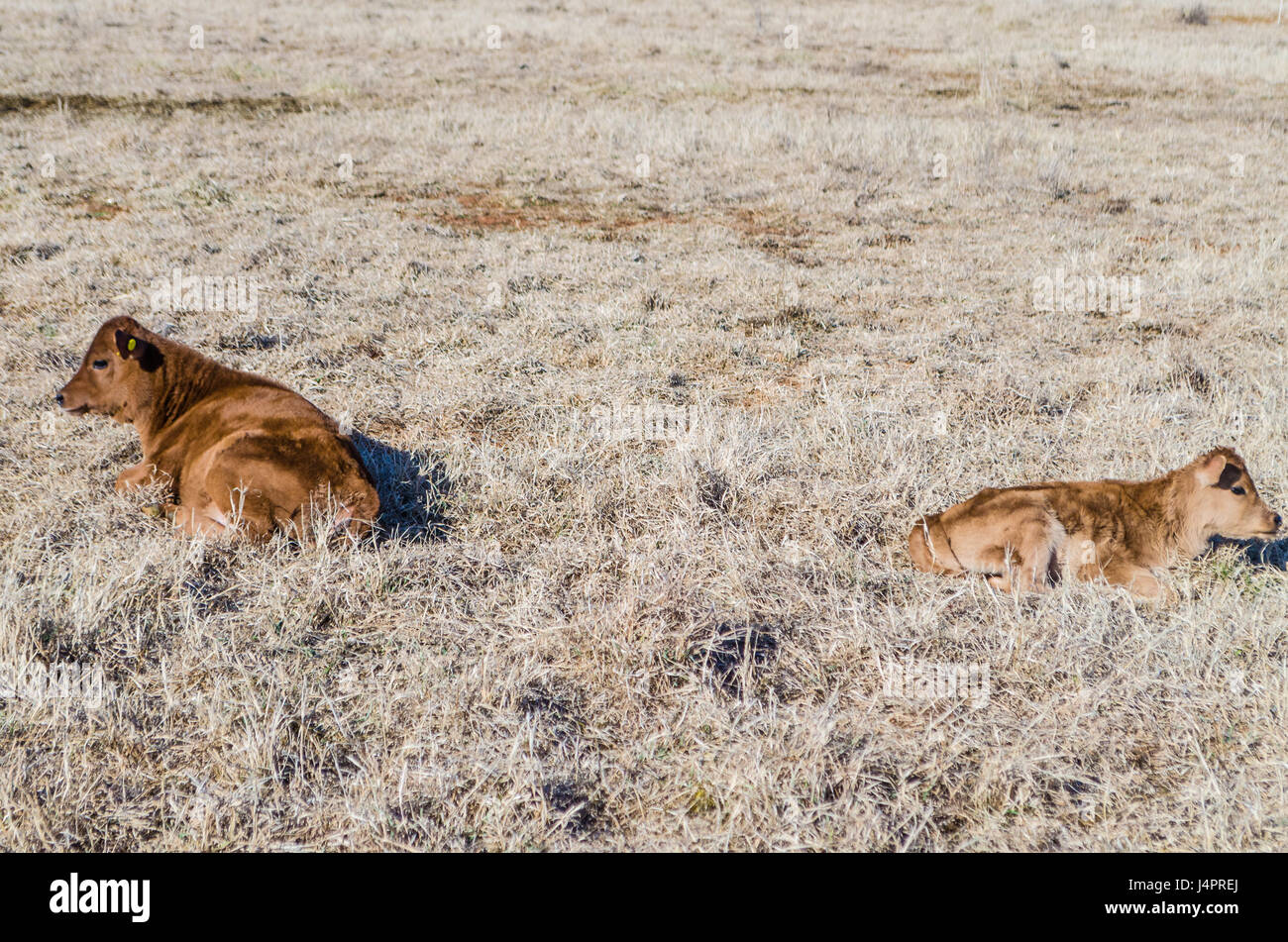 Two brown cows and calf lying down in hay dried grass on field meadow in winter Stock Photo