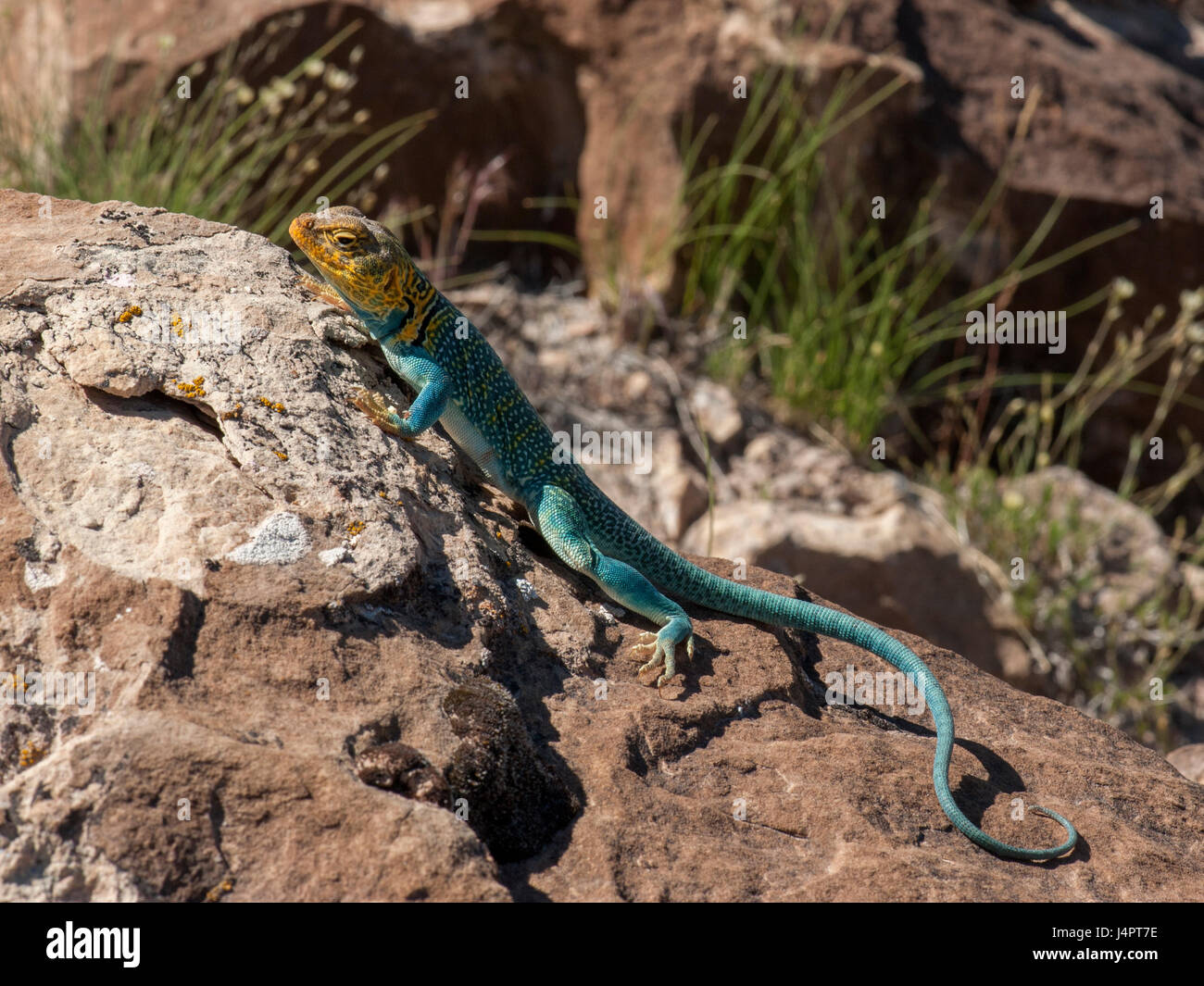 A male Collared Lizard (Crotaphytus collaris), a common denizen of the deserts of the American Southwest. Stock Photo