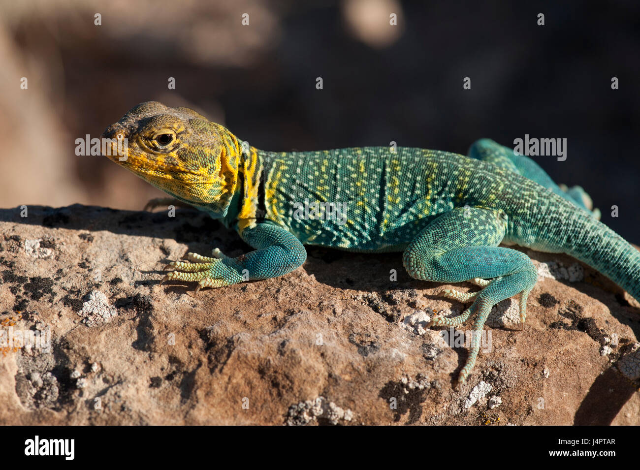 Close-up of a male Collared Lizard (Crotaphytus collaris), a common denizen of the deserts of the American Southwest. Stock Photo