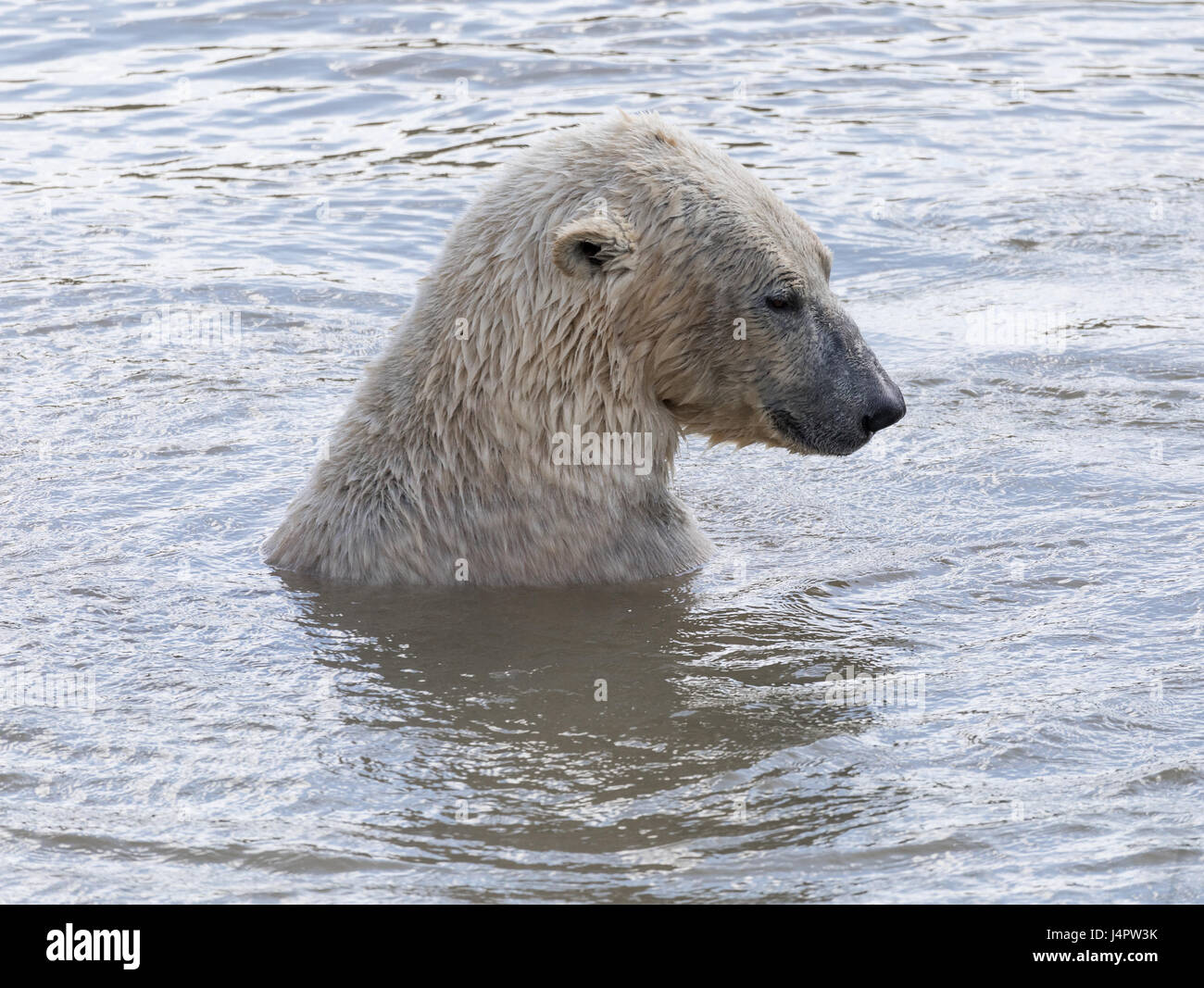Polar bear summer canada hires stock photography and images Alamy