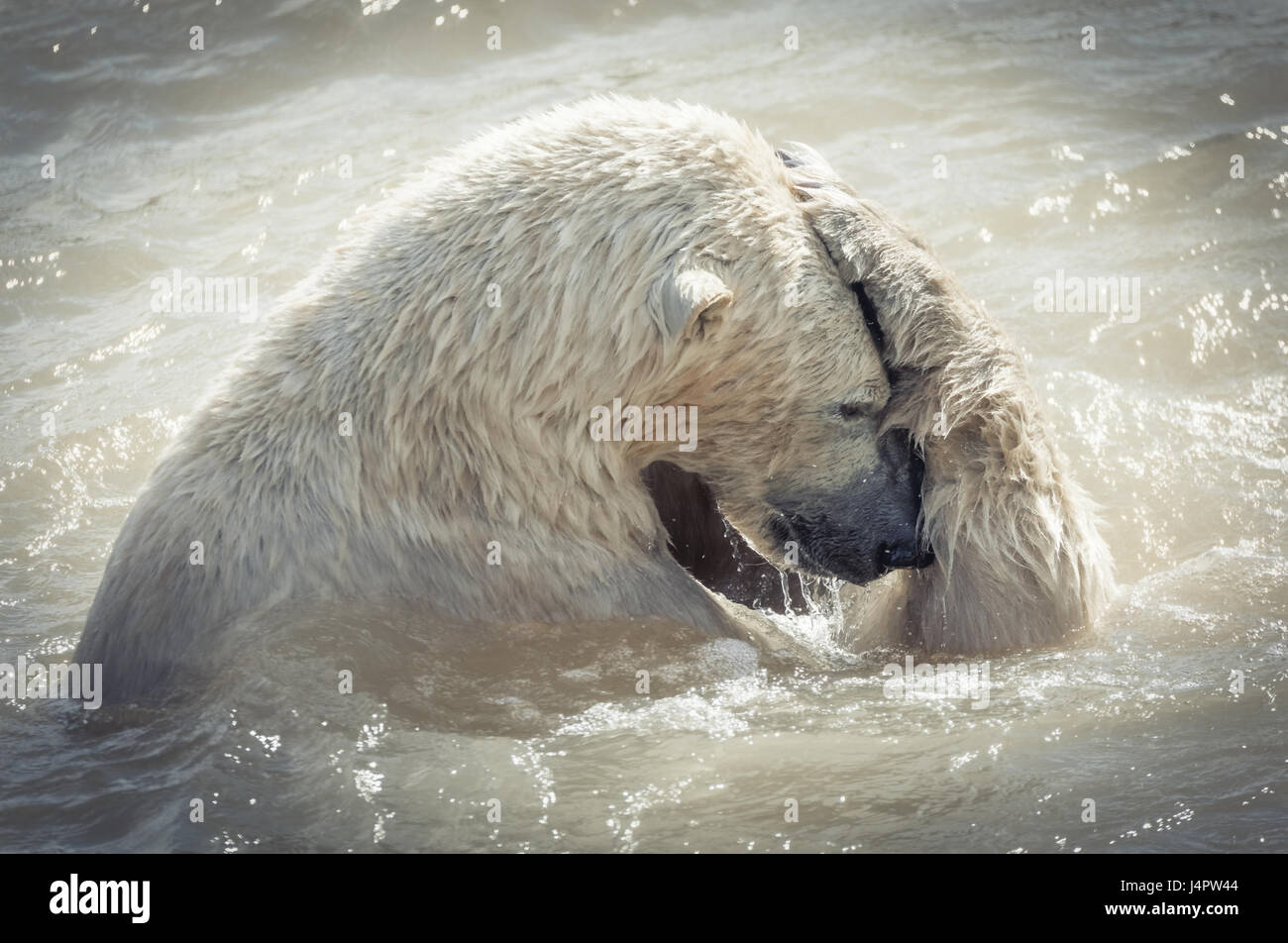 Polar bear in the summer Stock Photo Alamy