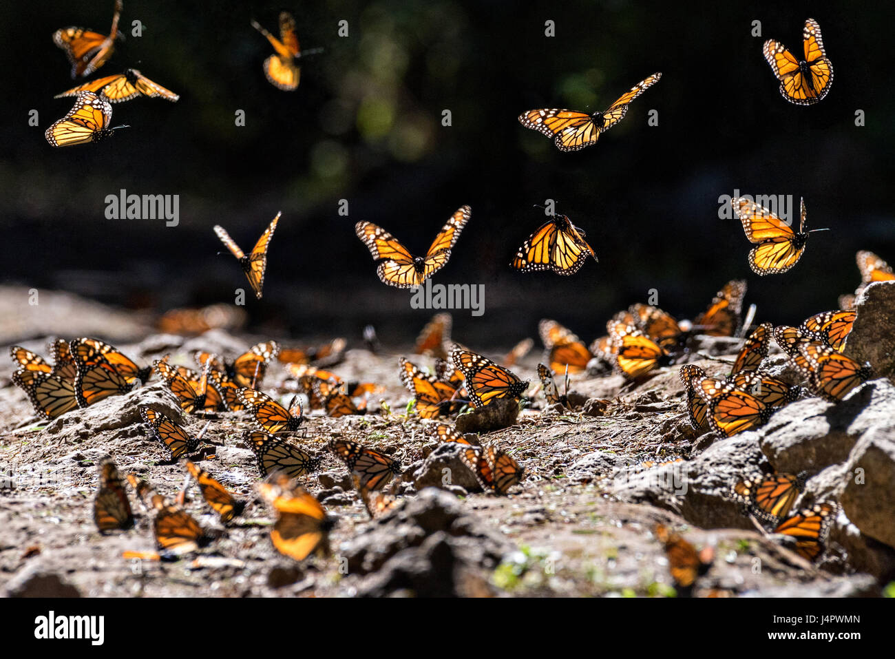 Monarch Butterflies fly close to the ground as they mass at the El