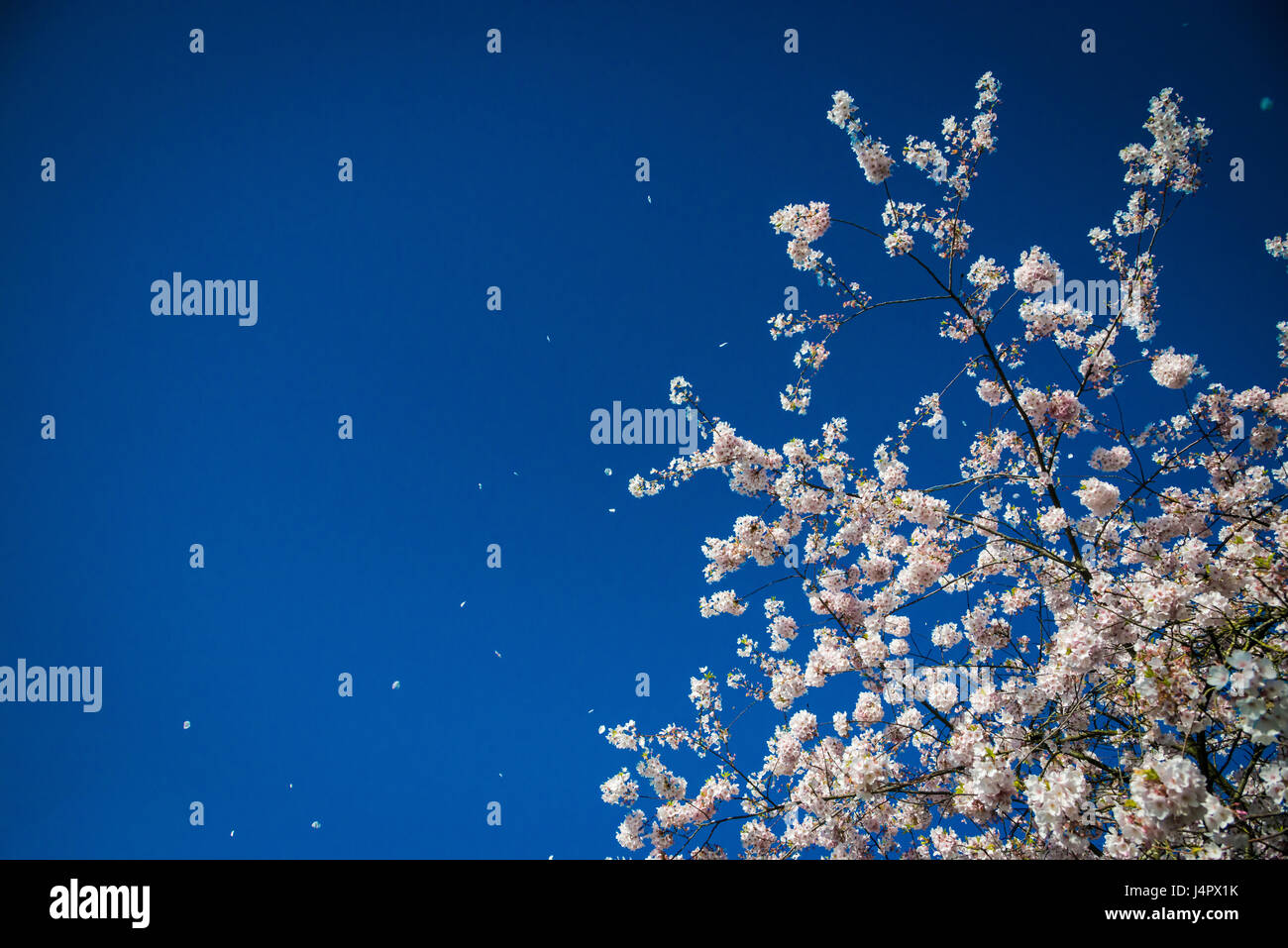 Cherry blossom trees in the wind hi-res stock photography and images ...