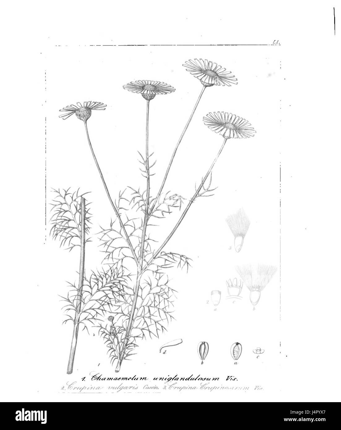 Tripleurospermum tenuifolium Stock Photo