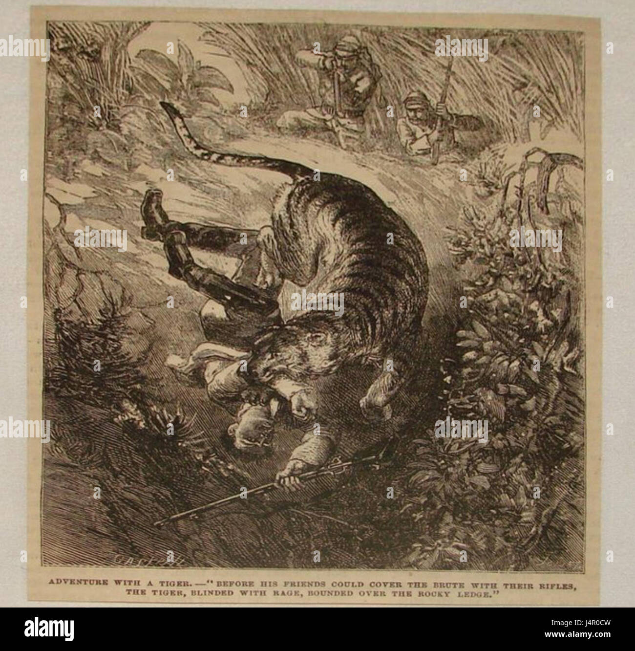 Tiger attack engraving, 1882 Stock Photo