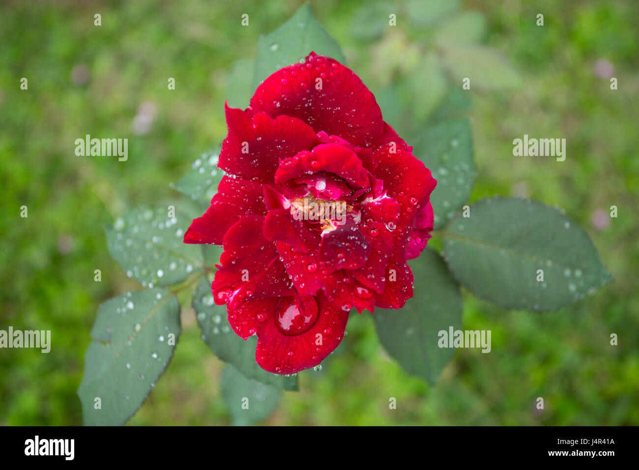 Raindrops pepper the red rose flower's petals and leaves, is seen during rainy morning in Asuncion, Paraguay. Stock Photo