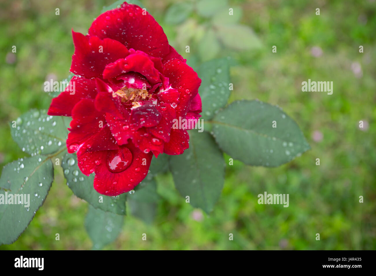 Raindrops pepper the red rose flower's petals and leaves, is seen during rainy morning in Asuncion, Paraguay. Stock Photo