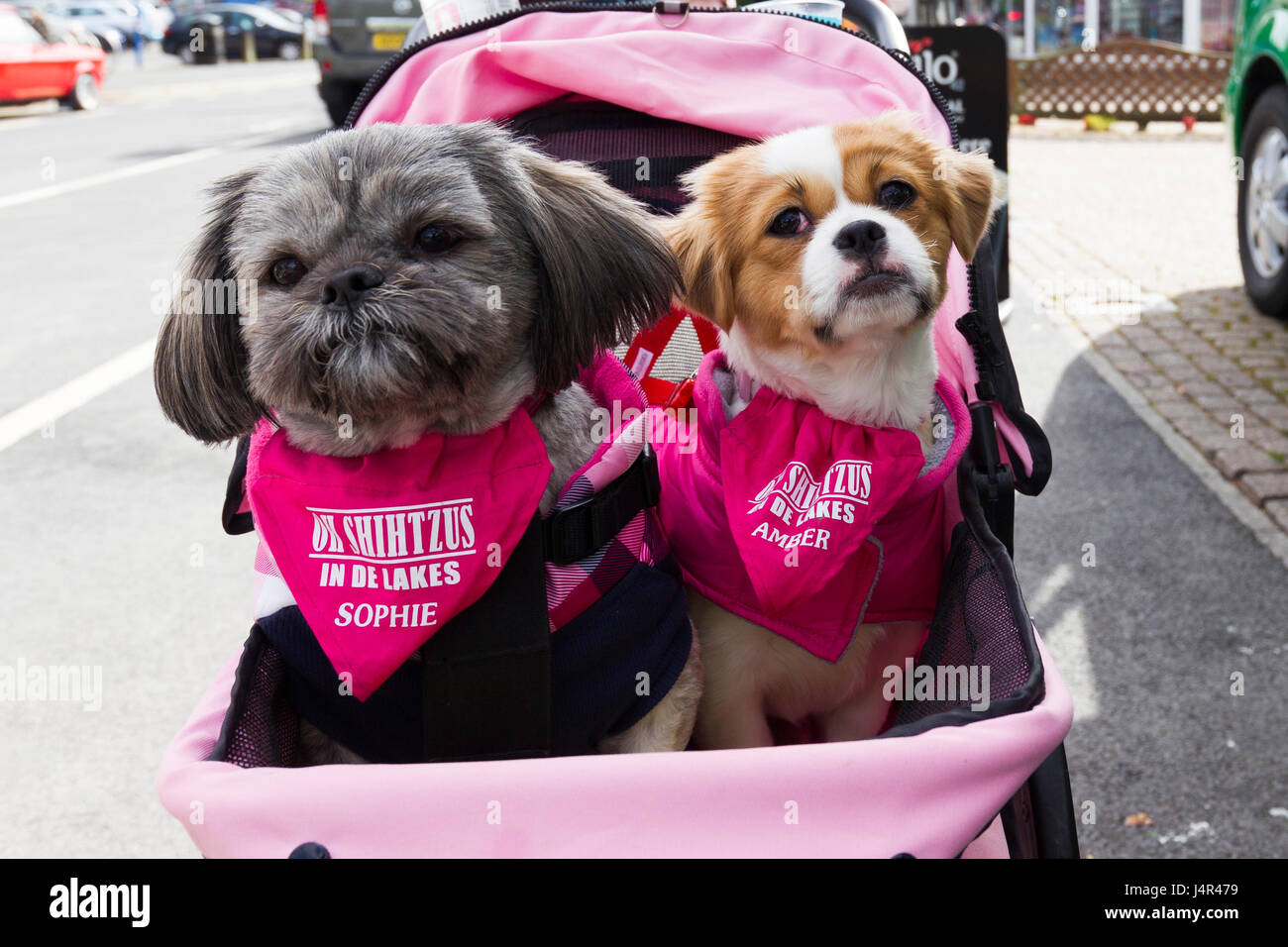 puppy pram