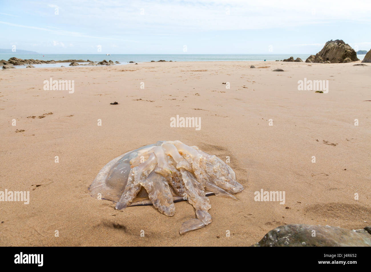 Pembrokeshire, UK. 13th May, 2017. Mass landings of huge barrel jellyfish have been reported washing up on beaches across Pembrokeshire and Ceredigion. These where spotted at Saunderfoot, Pembrokeshire, Wales Credit: Derek Phillips/Alamy Live News Stock Photo