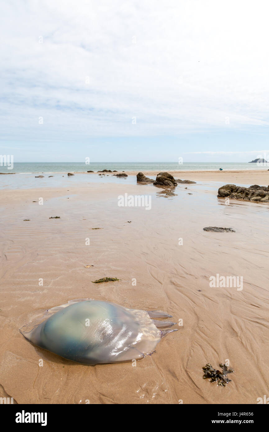 Pembrokeshire, UK. 13th May, 2017. Mass landings of huge barrel jellyfish have been reported washing up on beaches across Pembrokeshire and Ceredigion. These where spotted at Saunderfoot, Pembrokeshire, Wales Credit: Derek Phillips/Alamy Live News Stock Photo