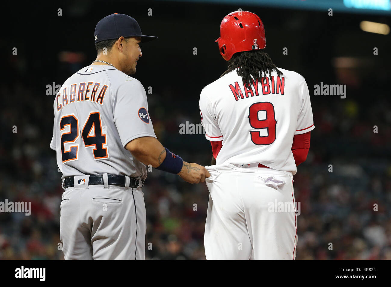 May 11, 2017: Detroit Tigers first baseman Miguel Cabrera #24 jokingly tried to keep Los Angeles Angels left fielder Cameron Maybin #9 from stealing by holding onto his pocket in the game between the Detroit Tigers and Los Angeles Angels of Anaheim, Angel Stadium in Anaheim, CA, Stock Photo