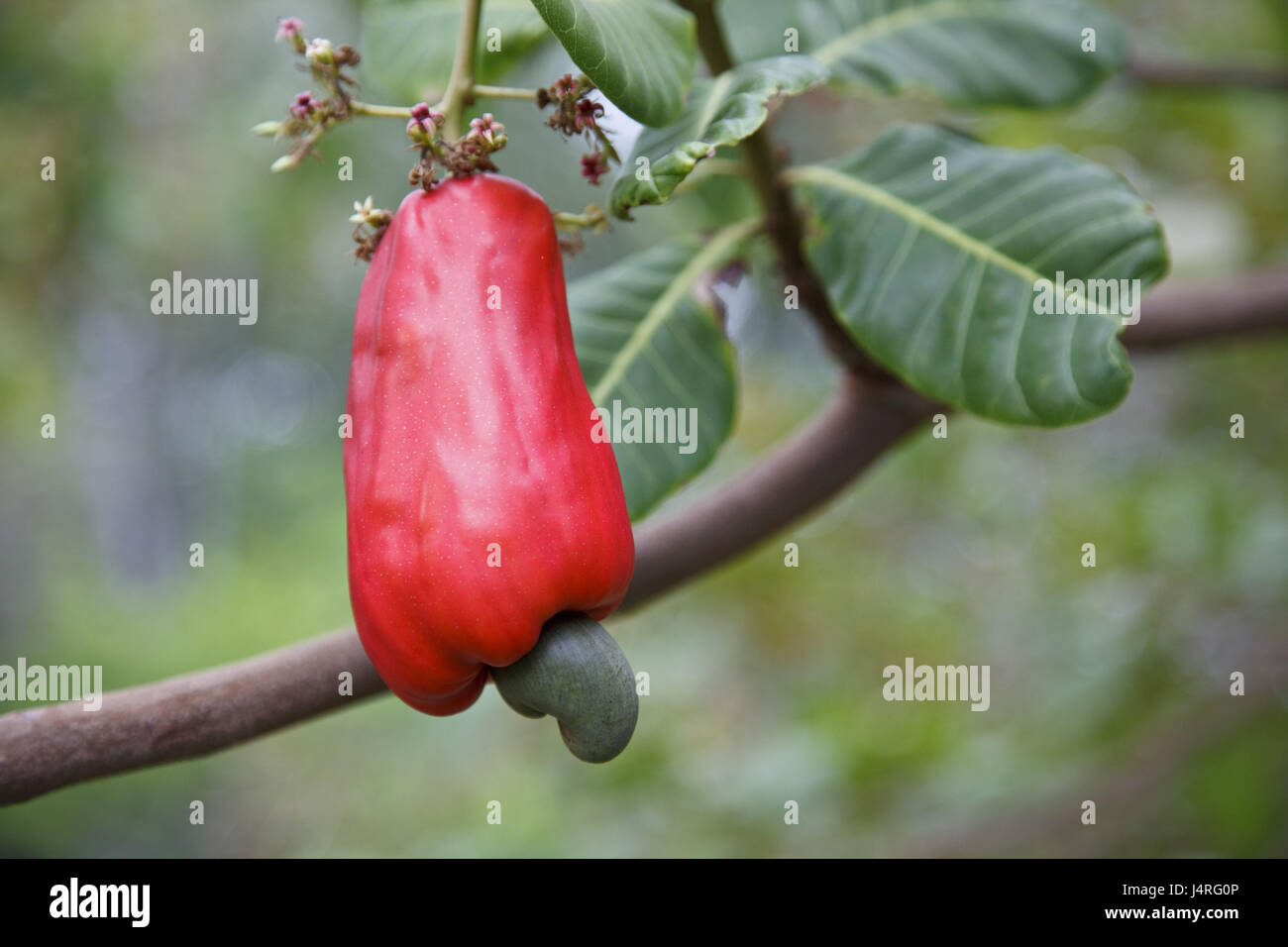 El Salvador, Isla Montecristo, Cashewbaum, Anacardium occidentale