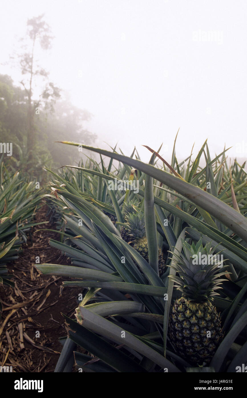Pineapple plantation costa rica hires stock photography and images Alamy