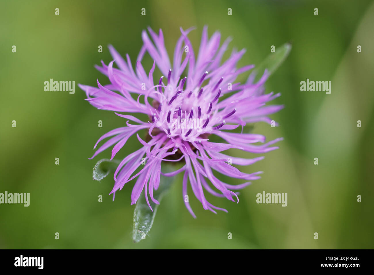 Knapweeds, detail, blossom, Stock Photo