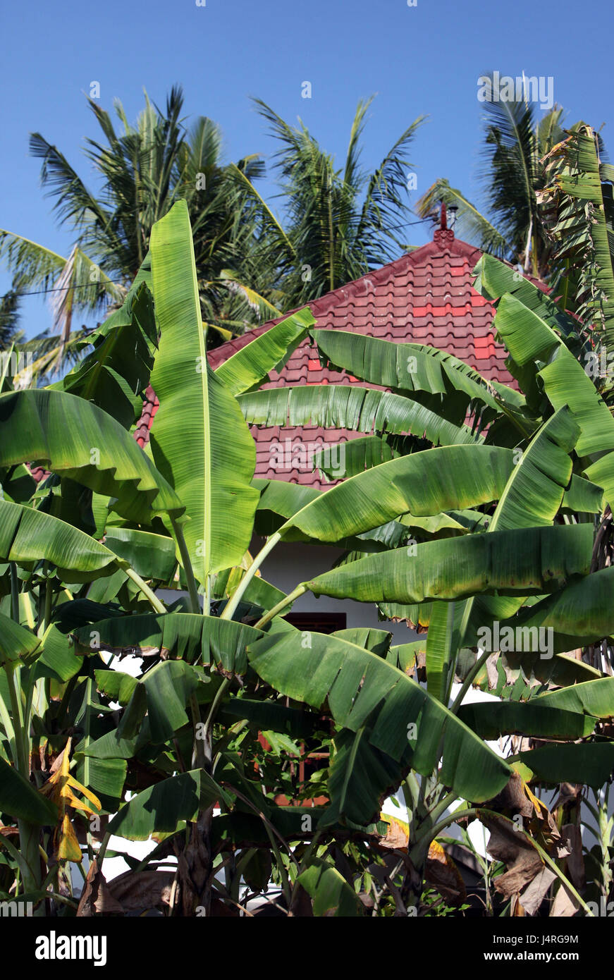 Banana plant indonesia hires stock photography and images Alamy