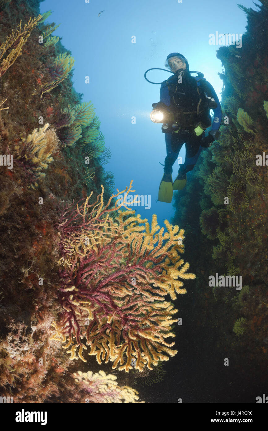 Mediterranean fan coral hires stock photography and images Alamy